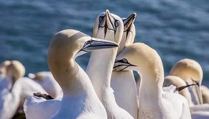 开云·体育官网-Gen.G核心选手复出时间确认