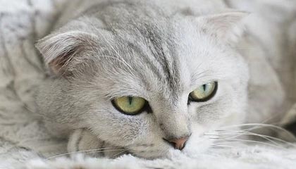 开云首页登录-摩洛哥遭遇保加利亚，欧洲杯预选赛胜负双方未定，摩洛哥足球队